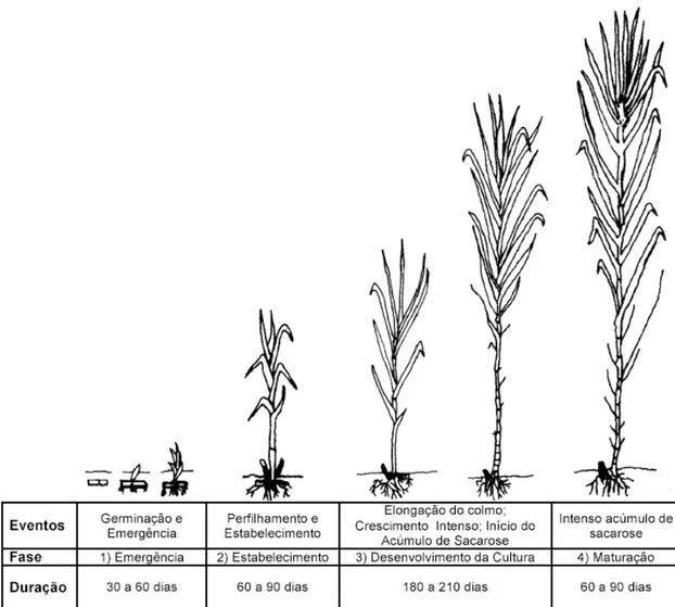 Figura 1 &amp; Fases de crescimento da cana&amp;de&amp;açúcar.