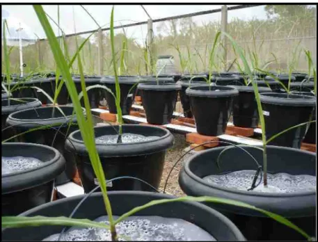 Figura  2  –  Vista  parcial  do  cultivo  da  cana-de-açúcar  em  substrato  comercial  acondicionado  em  vasos  plásticos  sob  condições  de  casa  de  vegetação