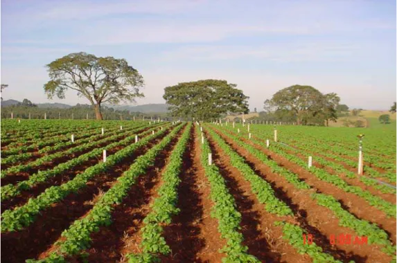 Figura 2 - Vista parcial do experimento de irrigação por aspersão convencional  na cultura da batata na região de São Gonçalo do Sapucaí - MG,  2007