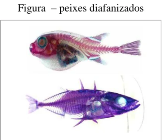 Figura   –  peixes diafanizados  