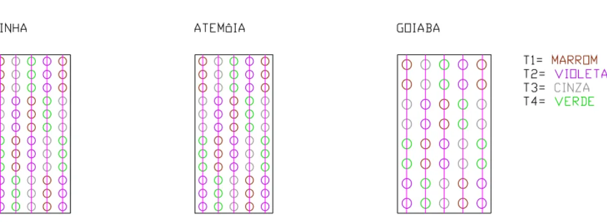 Figura 4 – Parcelas experimentais da pinha, atemóia e goiaba, com a distribuição dos  tratamentos dentro das linhas (blocos)