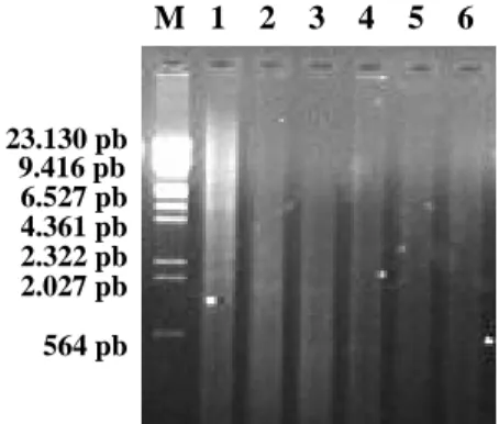 Figura 9. Análise da digestão pela  Rsa  I por eletroforese em gel de agarose 1  % corado com brometo de etídeo