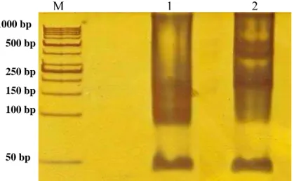 Figura 11. Análise dos produtos amplificados pelas reações de Nested-PCR  por eletroforese em gel de acrilamida 6 % corado pela prata