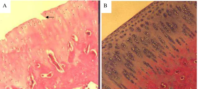 Figura 2 - Secções da cartilagem articular. A) Fissura (seta) e perda discreta da  organização celular em fêmur de animal do GCI (HE, 100X)