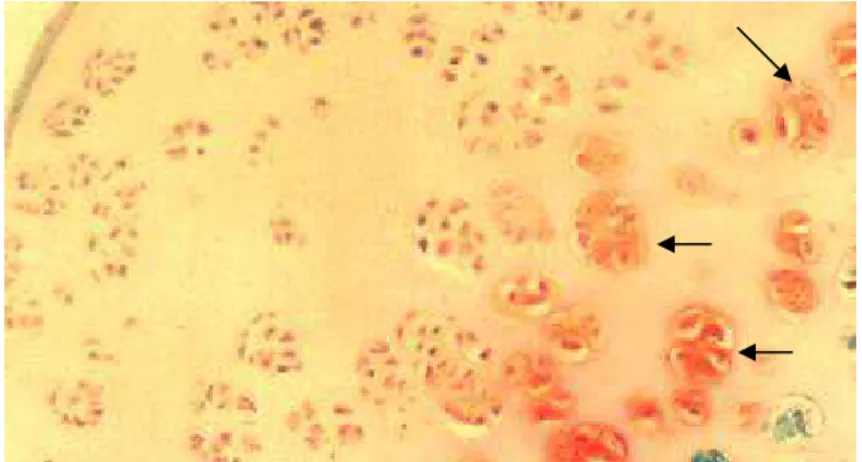 Figura 4 - Secções da cartilagem articular do  fêmur de  animal do GTIII. Presença de clones celulares  (setas)