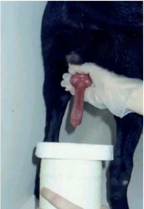 Figura 3 – Cão  pré-púbere Retriever do Labrador (26 semanas de idade)  apresentando ereção peniana completa