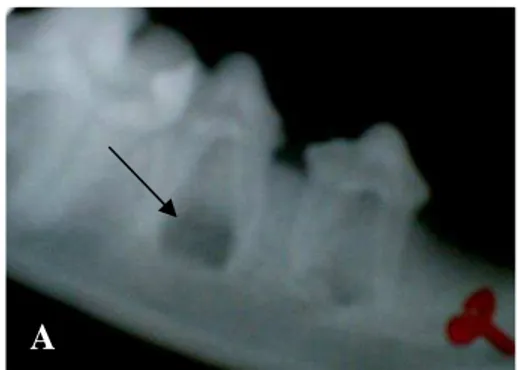 Figura 5- Radiografia da mandíbula de cães do grupo controle. (A) Logo após a  cirurgia;  (B)  21 dias após a cirurgia; (C) 60 dias após a cirurgia; (D) 90 dias após a  cirurgia;  (E)  120 dias após a cirurgia para a confecção do defeito