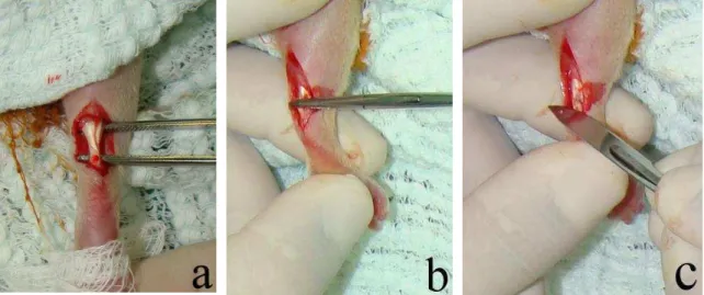 Figura 1  – Ratos Wistar, machos, 4 meses de idade; procedimento cirúrgico em tendão:  (a)  exposição  do  tendão  calcanear  comum;  (b)  compressão  transversal  com  pinça Halsted e, (c) escarificações com lâmina de bisturi