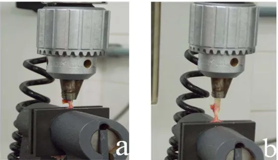 Fig. 2 Teste biomecânico realizado em máquina universal Instron. Tendão calcanear  comum de ratos Wistar, com sua junção miotendínea fixada na garra proximal, e sua  inserção no osso  calcâneo fixada na garra distal  (a)
