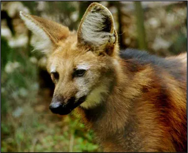 Figura 1: Lobo-guará (Chrysocyon brachyurus) de aproximadamente 3 anos de idade  mantido pelo Centro de Triagem de Animais Silvestres do Departamento de Veterinária da  Universidade Federal de Viçosa   
