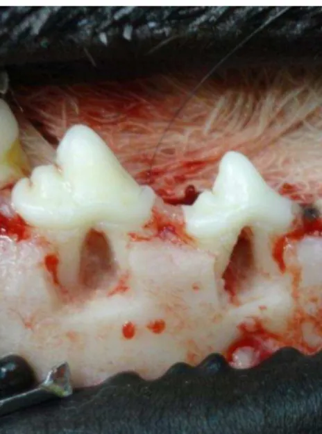 Figura 1: Padronização do defeito ósseo realizado  em 3º e 4º pré-molares da mandíbula de cão