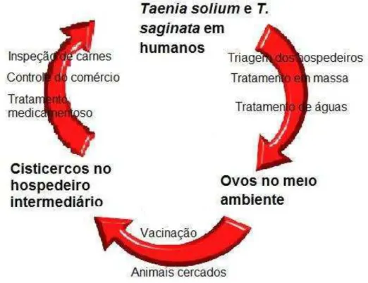 Figura 4. Potenciais pontos de intervenção para a prevenção da transmissão da T. solium e T