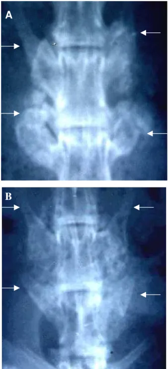 Figura 2. Aspectos radiográficos às sete (A) e nove (B) semanas, demonstrando  evolução no processo de união vertebral (entre setas)