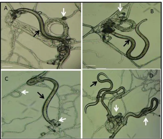 Figura  2:  A-B,  larvas  infectantes  (L3)  (seta  preta)  e  armadilha  do  fungo  nematófago  Duddingtinia  flagrans isolado AC001 (seta branca)