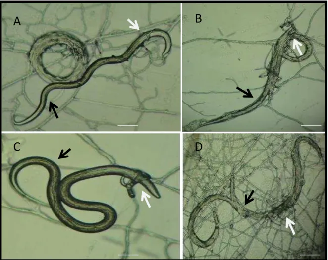 Figura 3: A, larvas infectantes (L3) (seta preta) e armadilha do fungo nematófagos Monacrosporium  thaumasium isolado NF34 (seta branca)  após 5 dias de interação (B)