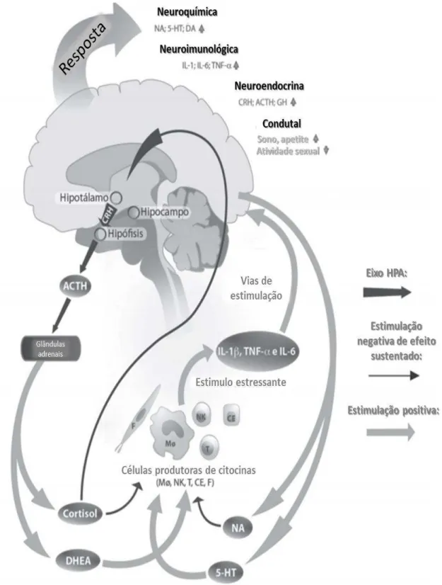 Figura  1  -  Regulação  psiconeuroendocrinoimunologica  ante  o  estresse  crônico.  Setas  cinza  representam  estimulação  positiva,  setas  pretas  representam  estimulação  negativa
