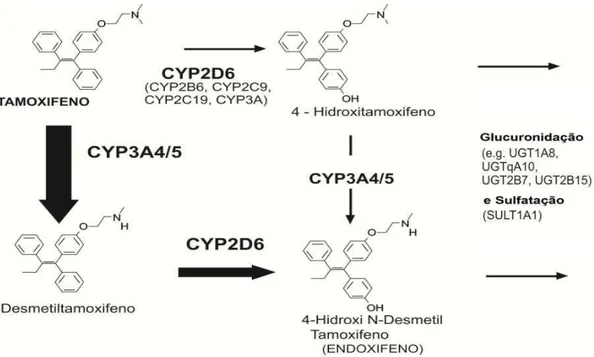Figura  1:  Principais  vias  de  metabolismo  do  Tamoxifeno  destacando-se  a  via  N-demetilação,  que 