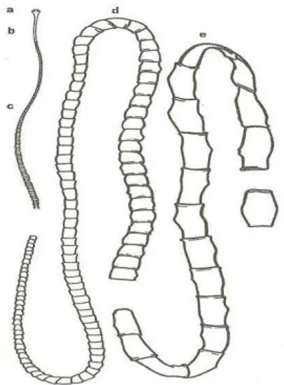 Figura  1.  Segmentos  do  estróbilo  da  Taenia  saginata:  a,  escólex;  b,  colo;  c,  proglotes  jovens;  d,  proglotes  maduras;  e,  proglotes  grávidas  (Fonte: Rey, 2008)