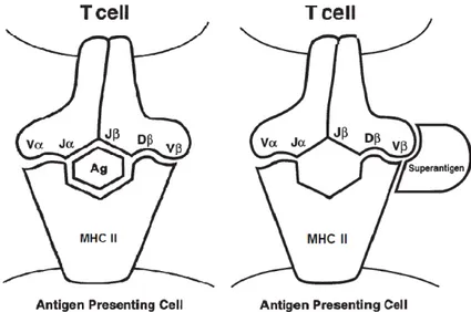 Figura  1.  Representação  esquemática  da  ativação  de  células  T  por  antígenos  (Ag)  convencionalmente processados e por superantígenos (Manders, 1998)