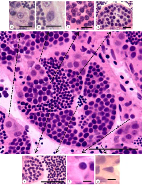 Figura 2: Organização estrutural do testículo de  H. eques .: a. Espermatogônia A ou primária; b