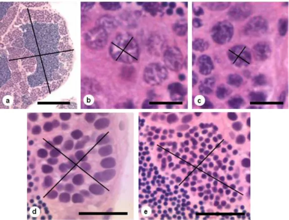Figura 3. Fotomicrografia de testículos de  H. eques  demonstrando obtenção de medidas  morfométricas de diâmetro de (a) túbulos seminíferos; (b) núcleo de espermatogônia A; (c) núcleo de  espermatogônia B; (d) cisto de espermatócitos I; (e) cisto de esper