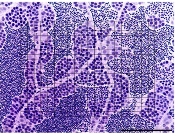 Figura 4. Fotomicrografia do testículo de  H. eques  demonstrando a metodologia de contagem nas  análises morfométricas utilizando gradícula de 0,01mm²