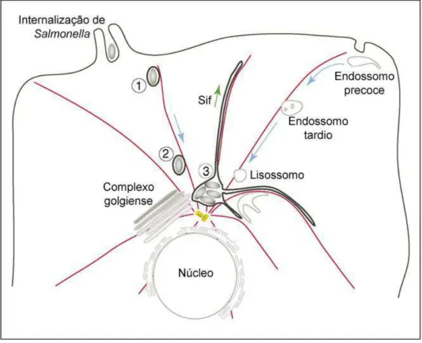 Figura  1.  Esquema  da  biogênese  dos  vacúolos  contendo  Salmonella  (SCV). 