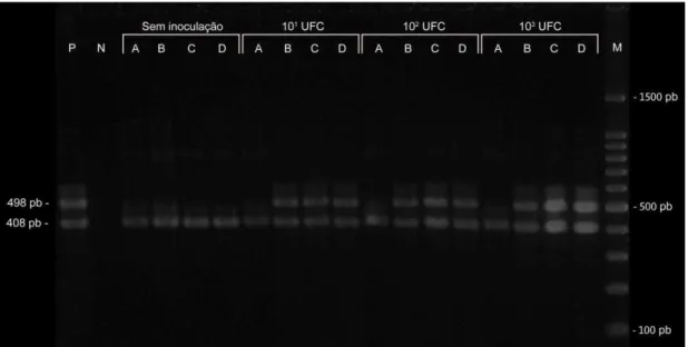 Figura  1.  Detecção  de  Salmonella  sp.  por  PCR  em  caldos  de  enriquecimento  de  amostras de carne bovina artificialmente contaminada