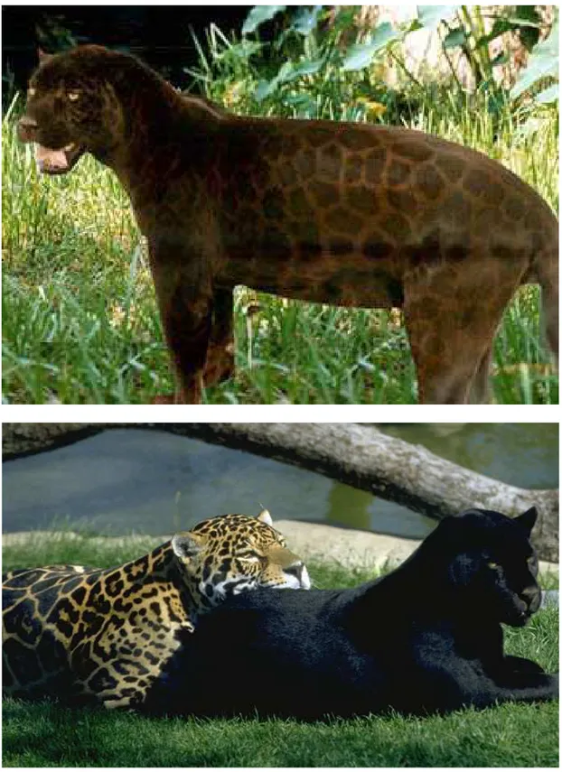 Figura 1. Variações de pelagem na onça-pintada (Panthera onca). 