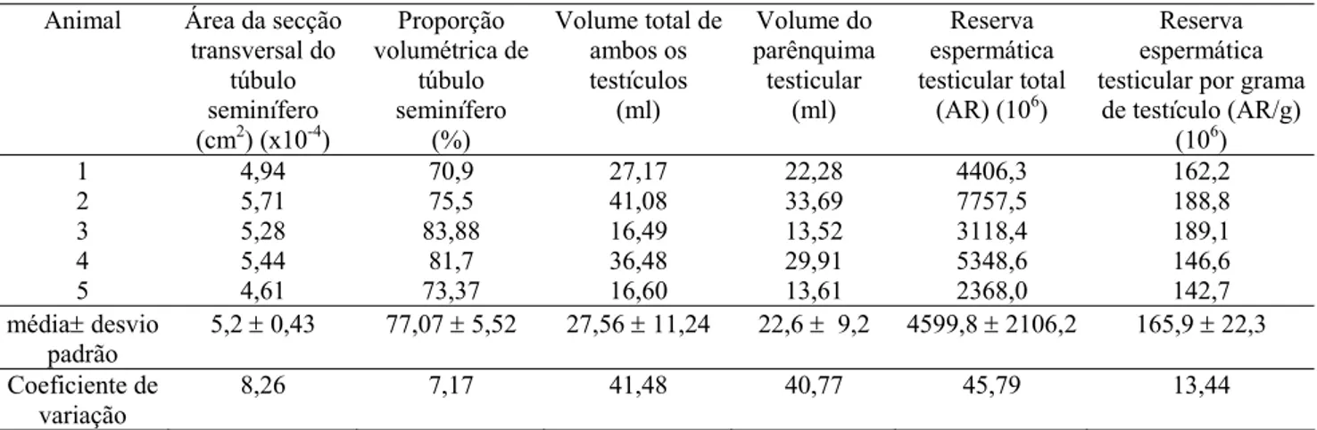 Tabela 3. Área da secção transversal do túbulo seminífero, proporção volumétrica de  túbulos seminíferos, volume total de testículos e de parênquima testicular e Reserva  espermática testicular por ciclo do epitélio seminífero de onças-pintadas adultas