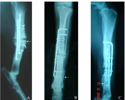 Figura 5: Projeções radiográficas para avaliação dos tratamentos de fratura tibial e fibular em cão, 