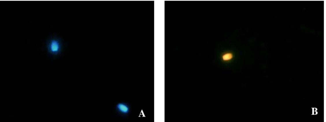 Figura 2: Espermatozoides de jaguatiricas corados com as sondas fluorescentes Hoechst  33342 (A) e Iodeto de propídeo (B) (aumento 400x)