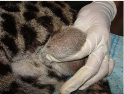 Figura 3: Testículo esquerdo envolvido pelo escroto de  Leopardus pardalis. 