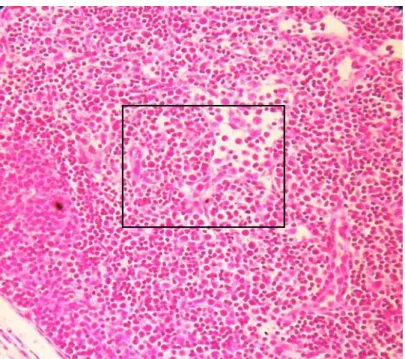 Figura 6 . Corte histológico de linfonodo destacando uma leve rarefação linfocitária. Espécie  Mus  musculus,  animal 1, propriedade “B” (segundo quadro 3)