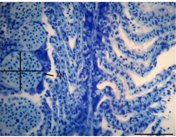 Figura 3. Corte longitudinal da brânquia de fêmea madura de A. bimaculatus. Célula de cloreto  (CL) ; célula de muco (CM)