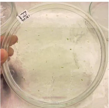 Figura 2. Fase inicial de desenvolvimento de sementes de Arabidopsis thaliana. 