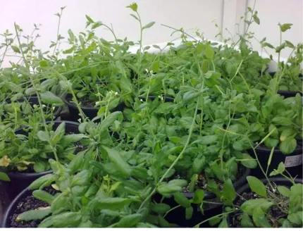 Figura  3.  Cultivo  de  plantas  Arabidopsis  thaliana,  após  três  meses  de  desenvolvimento
