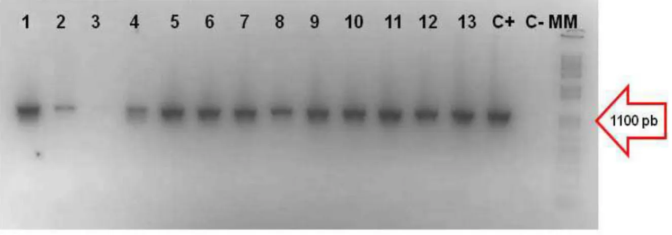 Figura 3 – Confirmação dos isolados de App sorotipo 5 pela identificação do  gene  cps  sorotipo específico