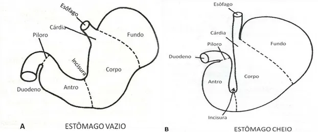 FIGURA 1 - Diagrama de uma secção do estômago demonstrando as regiões  anatômicas  e  funcionais