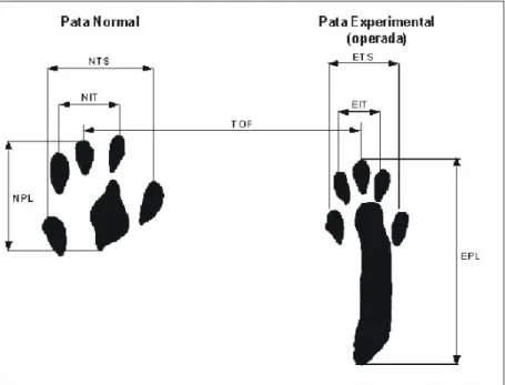 Figura 1.  Representação esquemática dos parâmetros medidos para calcular o  Índice Funcional do Ciático (IFC)