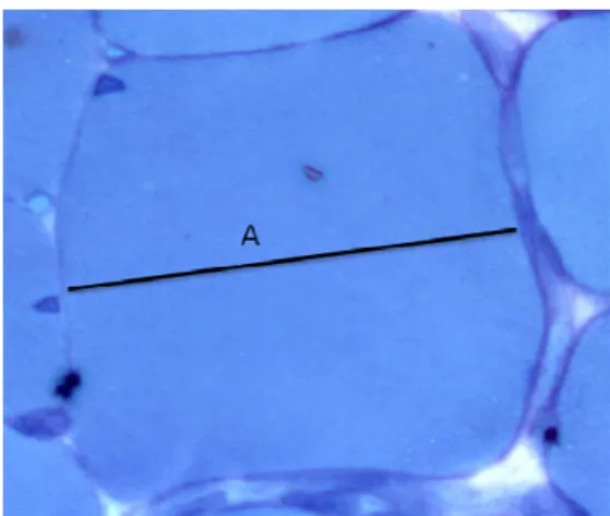 Figura 10. Corte histológico da fibra muscular onde A representa seu diâmetro. Azul  de toluidina + borato de sódio 1%