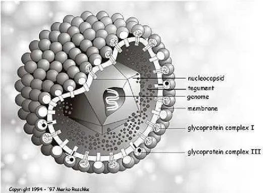 Figura 1. Esquema da partícula viral pertencente a família  Herpesviridade 