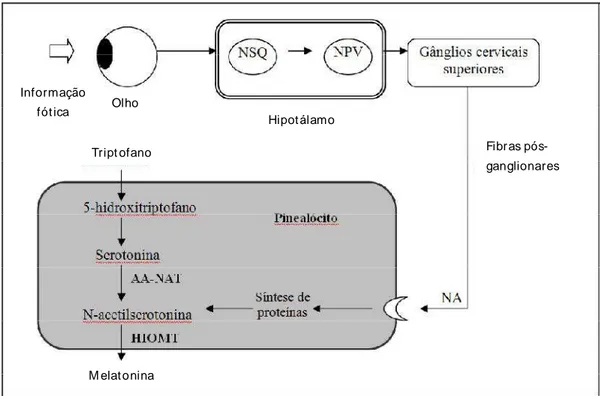 FIGURA 1: Principais mecanismos envolvidos na síntese de melatonina. A informação  luminosa  é  percebida  pela  retina  e  é  transmitida  aos  Núcleos  supraquiasmáticos  (NSQ),  gerador  dos  ritmos