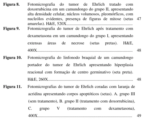 Figura 8.  Fotomicrografia do tumor de Ehrlich tratado com  doxorrubicina em um camundongo do grupo II, apresentando  alta densidade celular, núcleos volumosos, pleomórficos, com  nucleólos evidentes, presença de figuras de mitose (setas  amarelas)