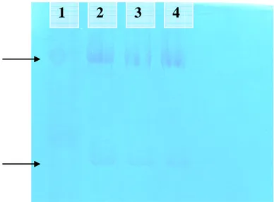 Figura 5: Eletroforese comparando a IgG padrão na canaleta 1 com três  amostras de IgG de capivara nas canaletas 2,3 e 4
