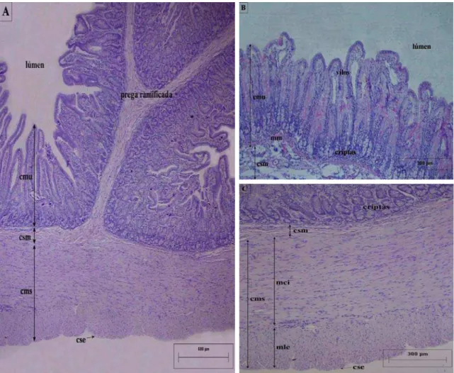 Figura 1: Secções histológicas da parede do intestino delgado da capivara H. hydrochaeris