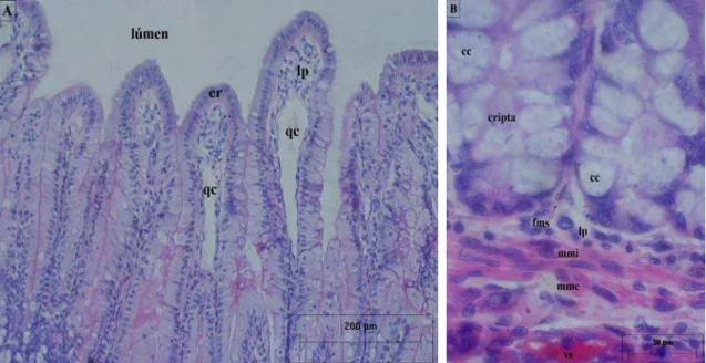 Figura 2: Secções histológicas da camada mucosa do intestino delgado da capivara A) Estrutura dos vilos