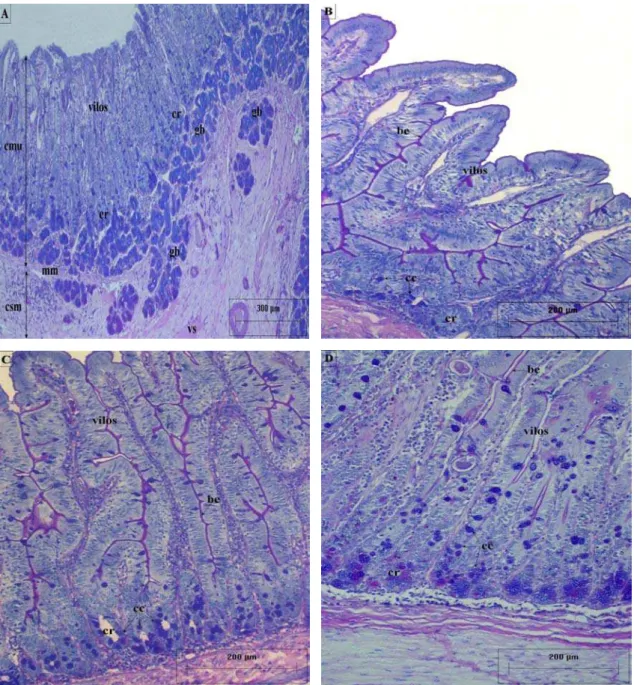 Figura 5: Secções histológicas das camadas mucosa e submucosa do intestino delgado da capivara H