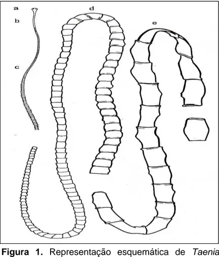 Figura 1. Representação esquemática de Taenia  saginata, onde se vêem: a, escólex; b, colo; c,  proglotes jovens; d, proglotes maduras; e, proglotes  grávidas (Fonte: Rey, 2001)
