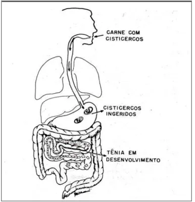 Figura 5. Modo pelo qual os humanos  adquirem a teníase: ingestão de carne bovina  ou suína contendo cisticercos viáveis (Fonte:  Silva, 2005)